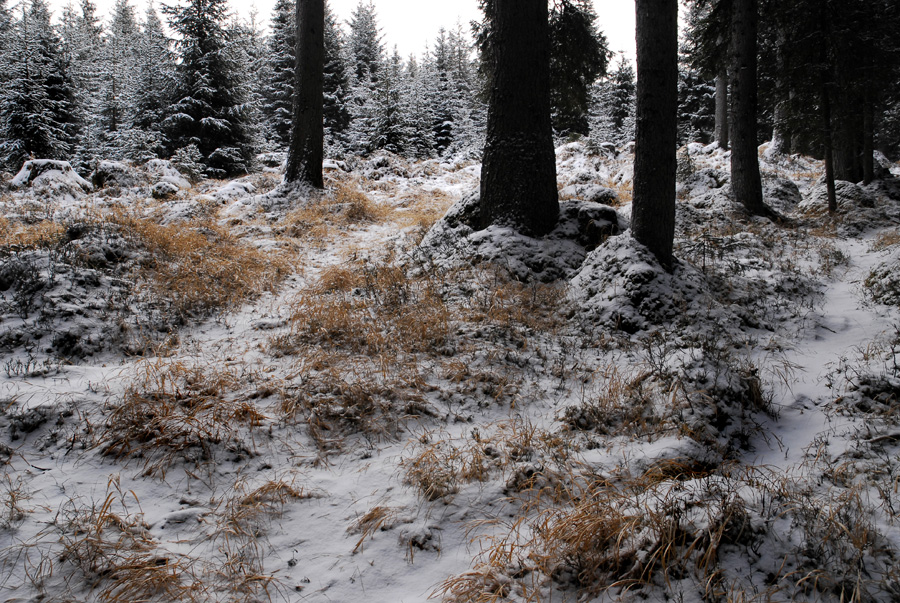 _DSC3692-2
